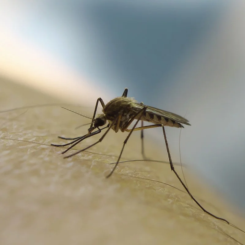 CRYO zmrazujúci sprej proti hmyzu 500ml