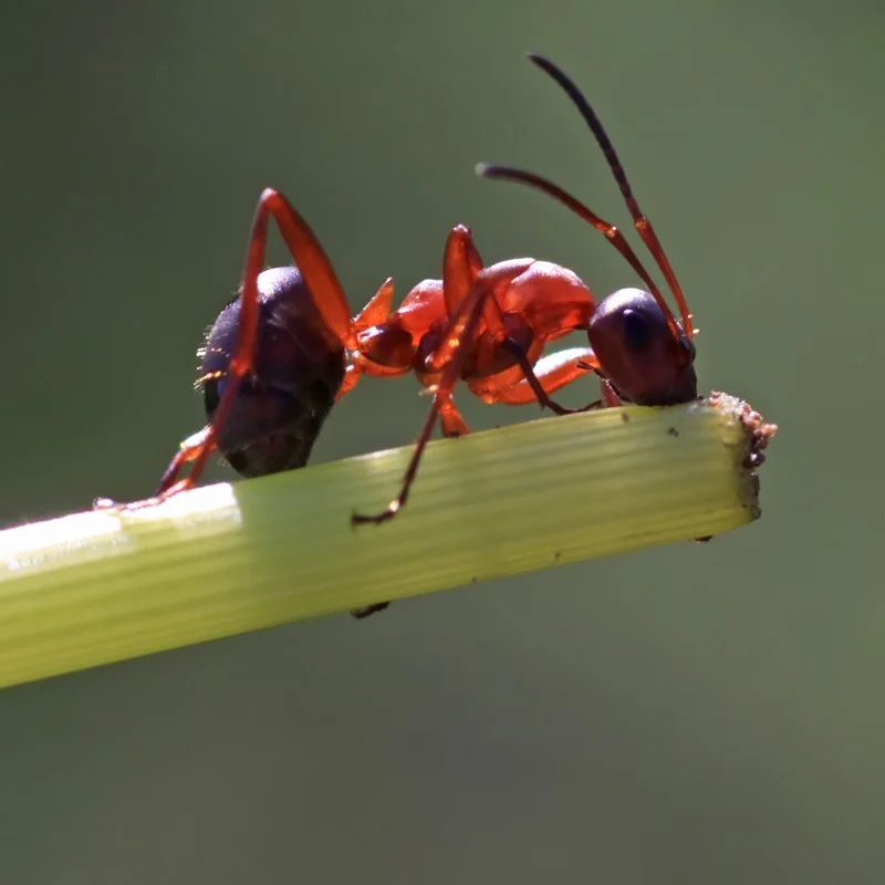 Kelt gél proti mravcom 25g