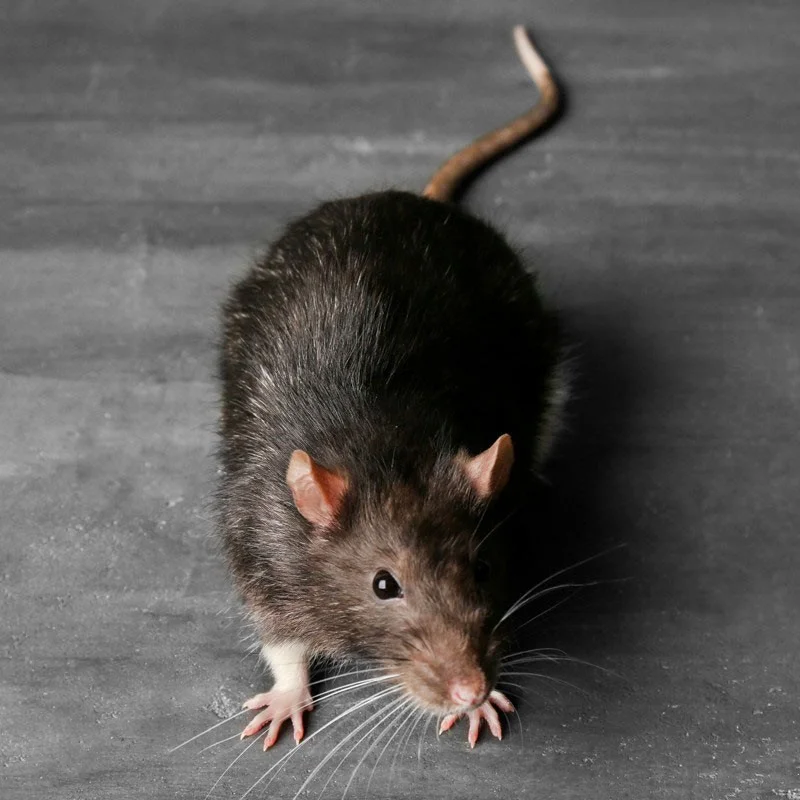 MOUSE STOP tesniaca pasta proti hlodavcom