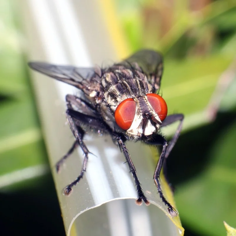 Prírodná monitorovacia náplň na muchy Fly catcher