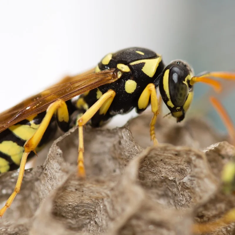 Wasp & Fly Trap - náplň 400 ml